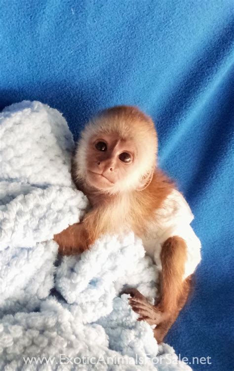 Pets and Animals Grand Prairie 109 . . Monkey for sale craigslist